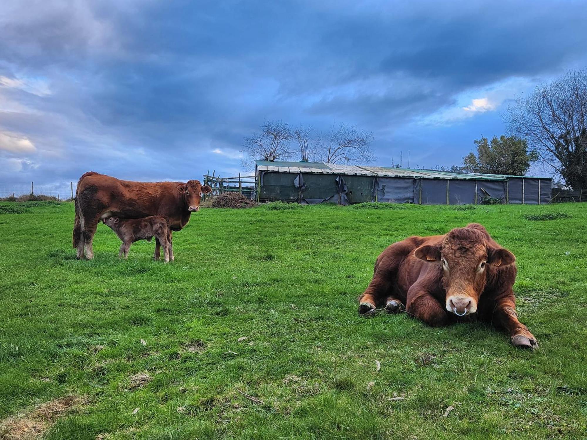 Refugio Finca El Canu Valdaliga Eksteriør bilde